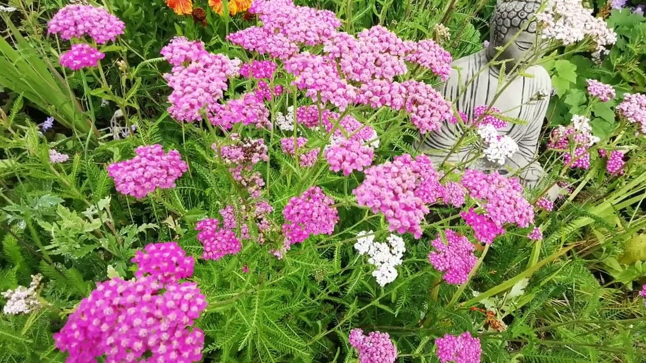 Achillea Yarrow  how to care for and grow.