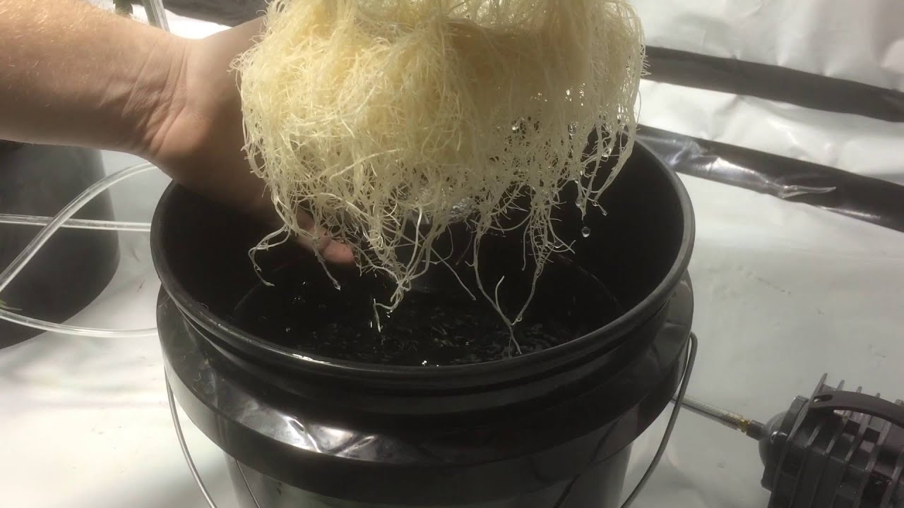 First Marijuana Grow Op (Ep.7) New Setup+Clones