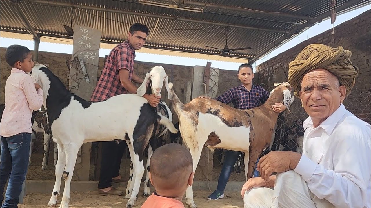 Ghar Ke Bakre Banate Hai Biggest Goats | Jat Goat Farm | Budha Ram Takar Jaipur.