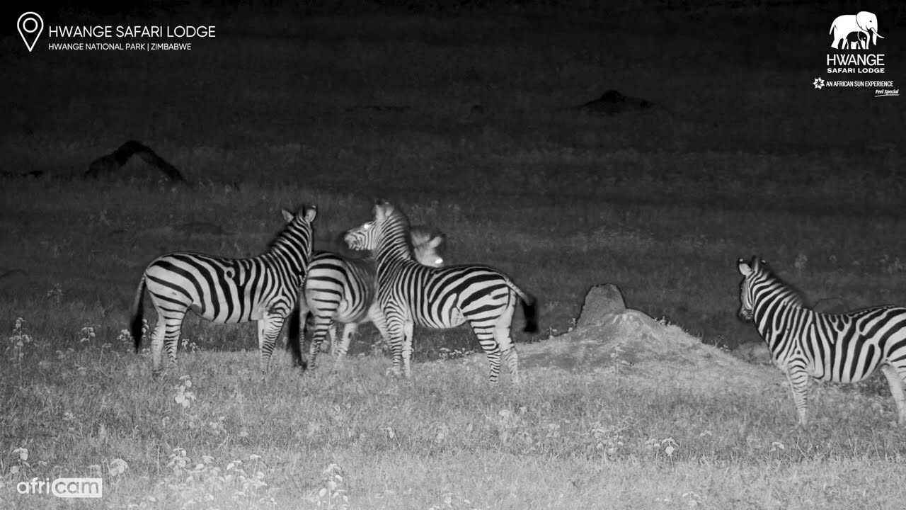 Poor Zebra Foal Gets Trampled On!