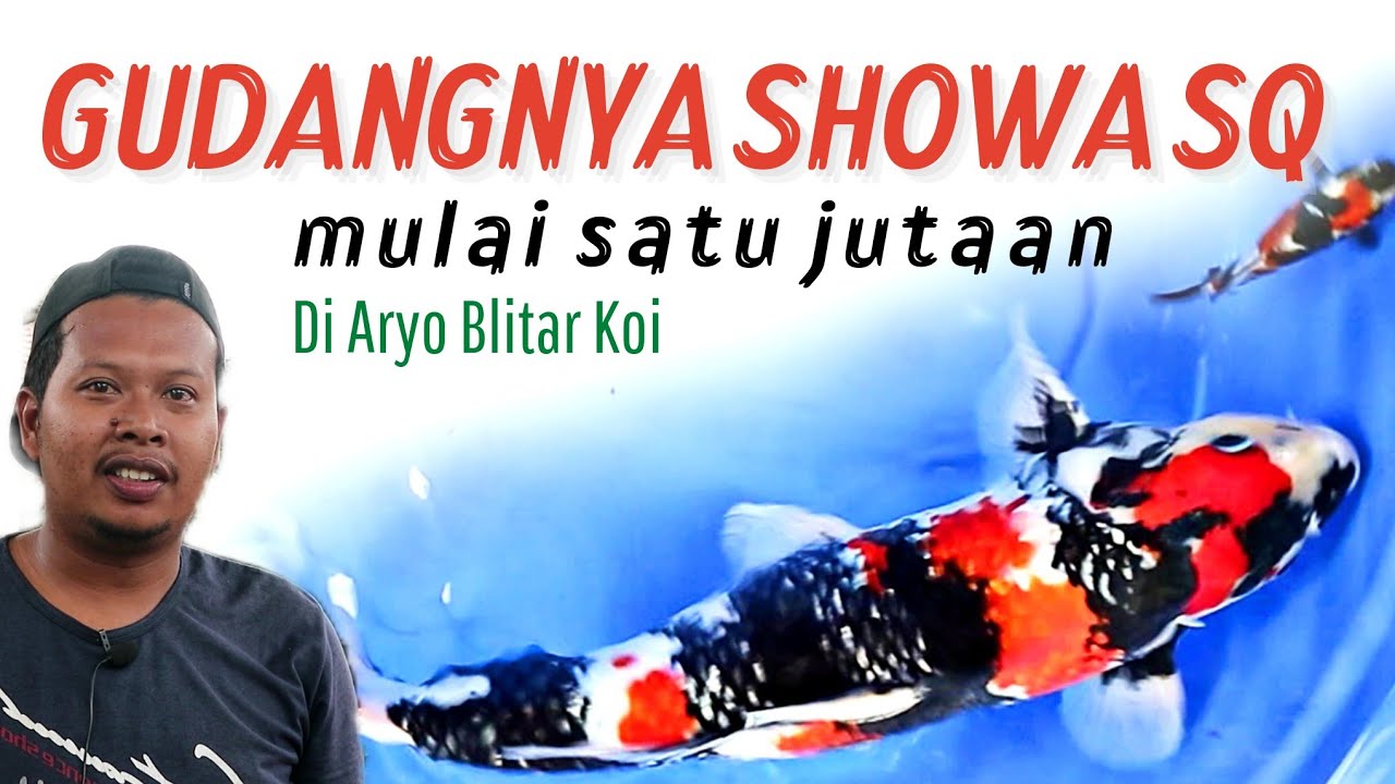 25 JUTA❗ HARGA SHOWA CHAMPION LANGSUNG DARI BREEDERNYA!