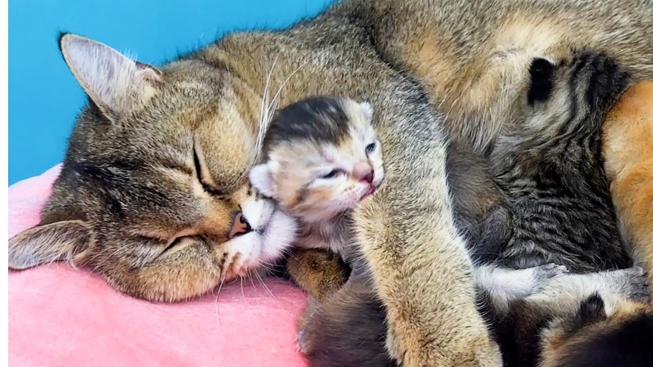 Маме кошке не нравится, что котенок Тео ее будит, и она крепко держит его лапой.