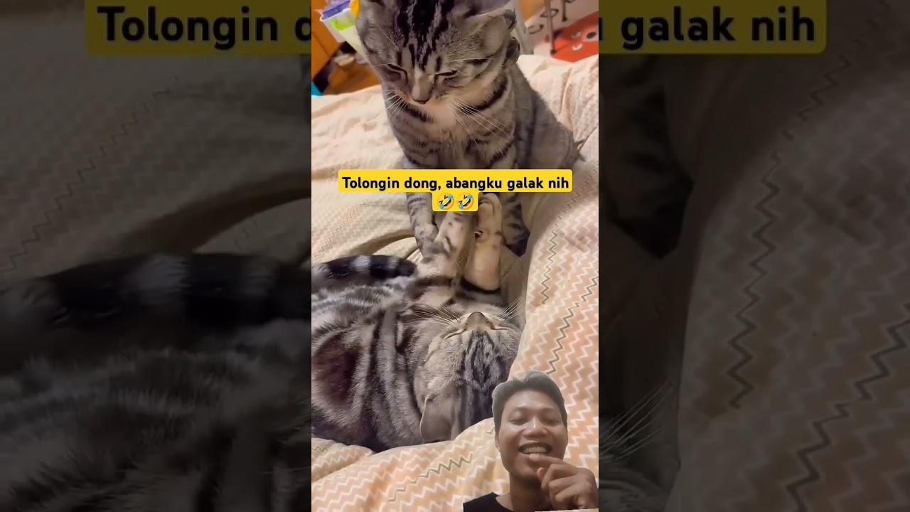 #kucinglucu