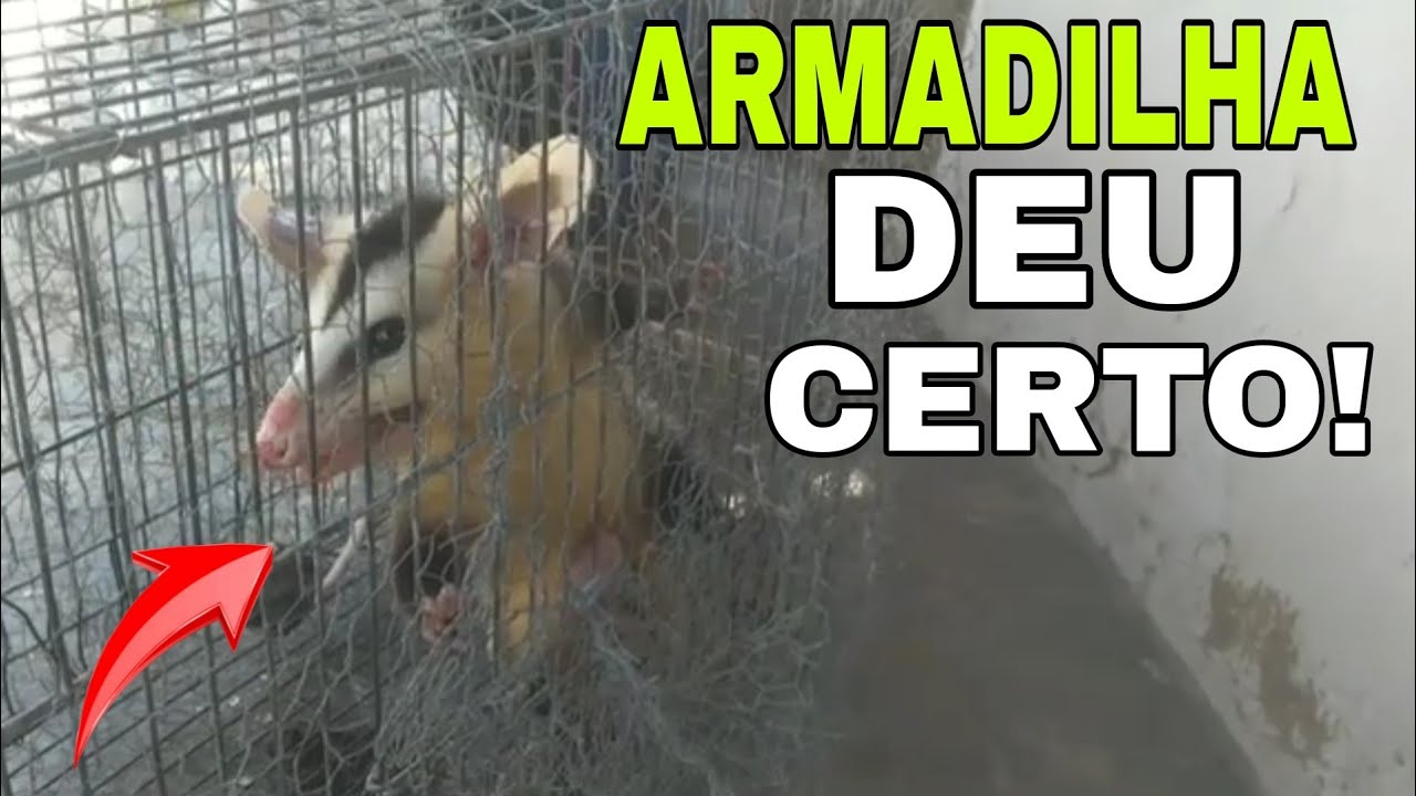 ARMADILHA PARA PEGAR GAMBÁ TESTADA E APROVADA!