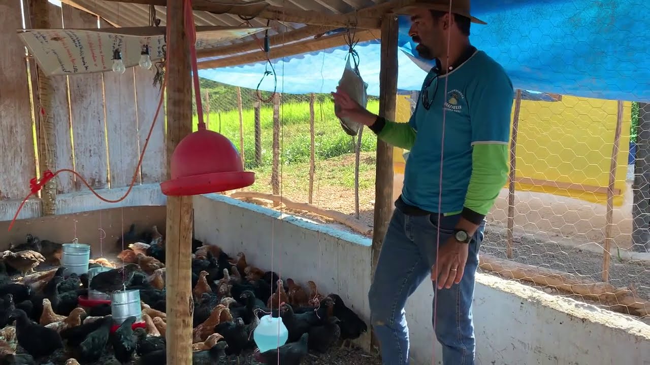 FABRÍCIO APLICA VACINA CONTRA NEW CASTLE (PESTE) NAS GALINHAS E MOSTRA COMO ELE FEZ. 🐓💉💉💉💉