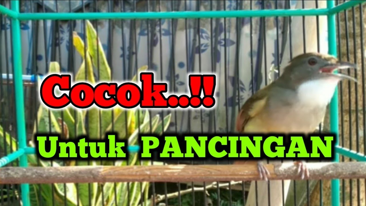 Suara burung cucak jenggot gacor