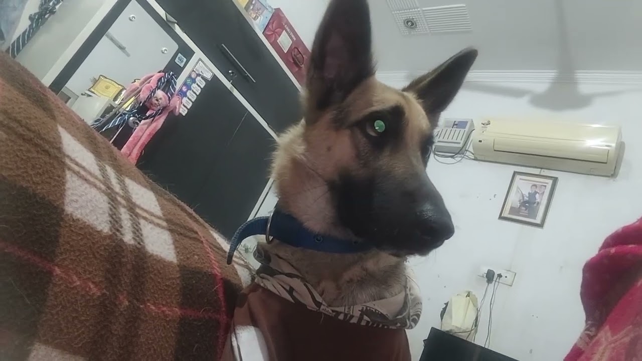 Gracygirl ki 👁️ me kya ho gya #dogloversdog #funny #colorchanginglights #germanshepheard #dogowner 