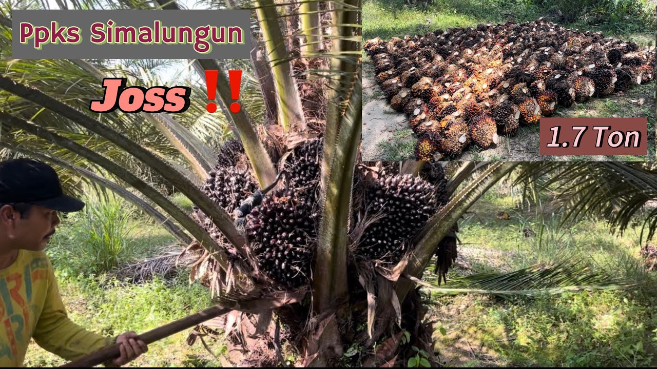 Panen Sawit Pokok Rendah Ppks Simalungun Umur 5 Tahun
