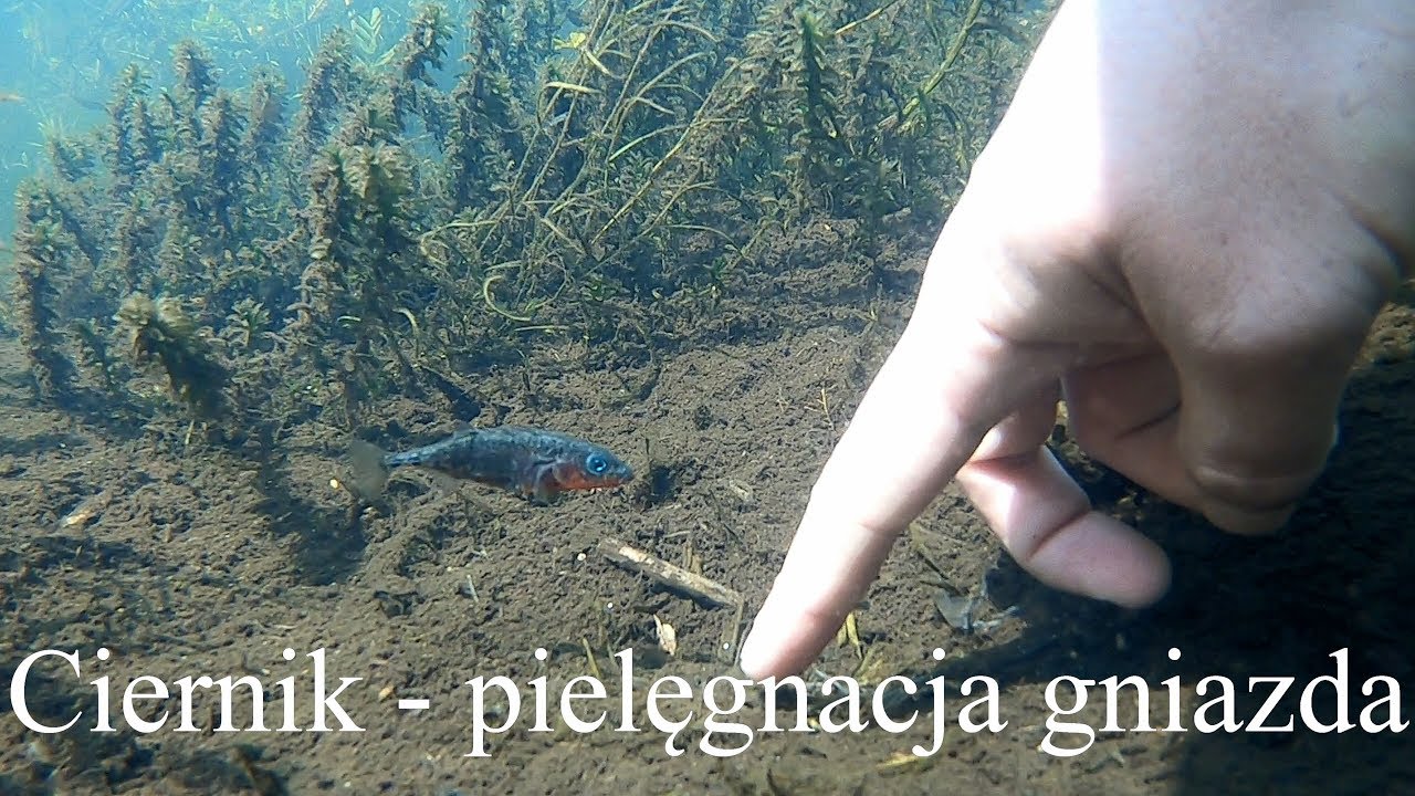 Ciernik - pielęgnacja gniazda. Stickleback - the care of nest