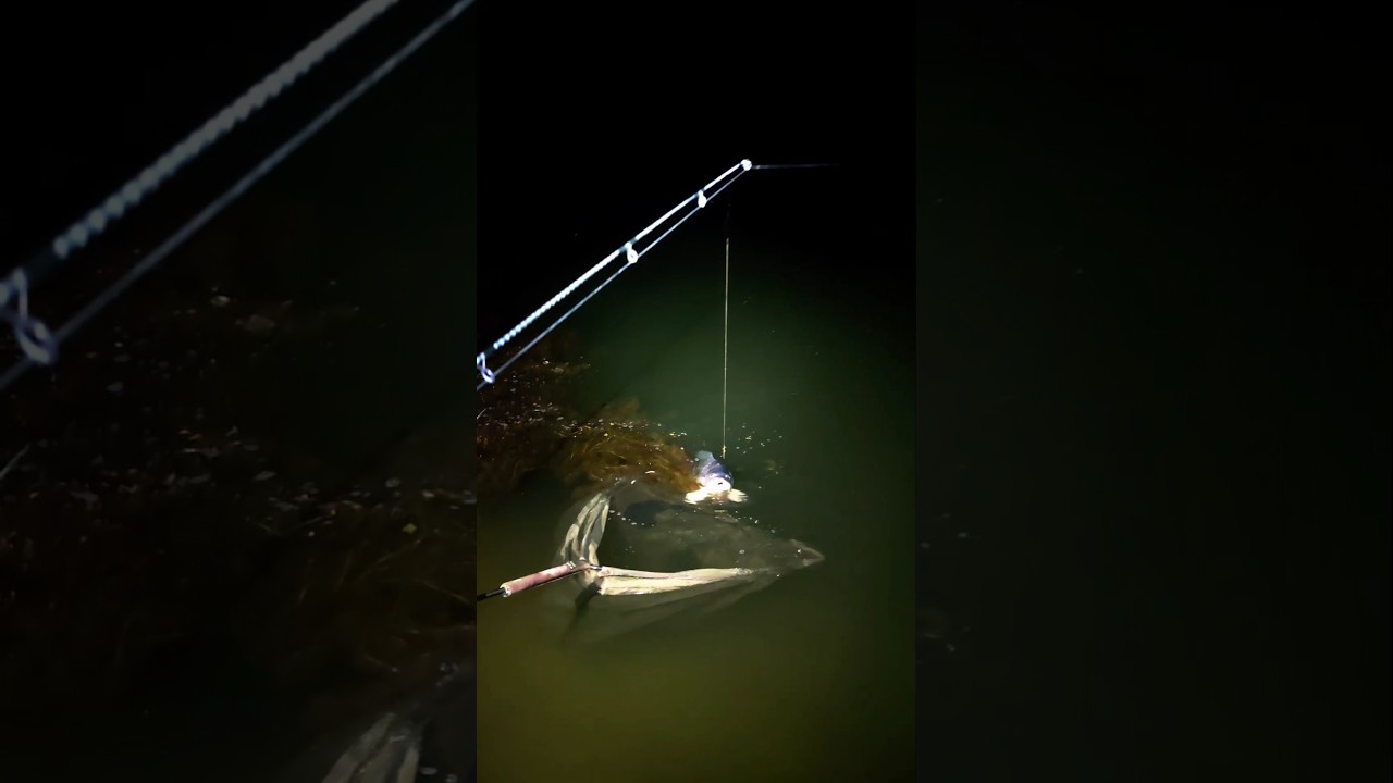 &Icirc;i place boiliesul și noaptea! Drill crap frumos 🌙🎣