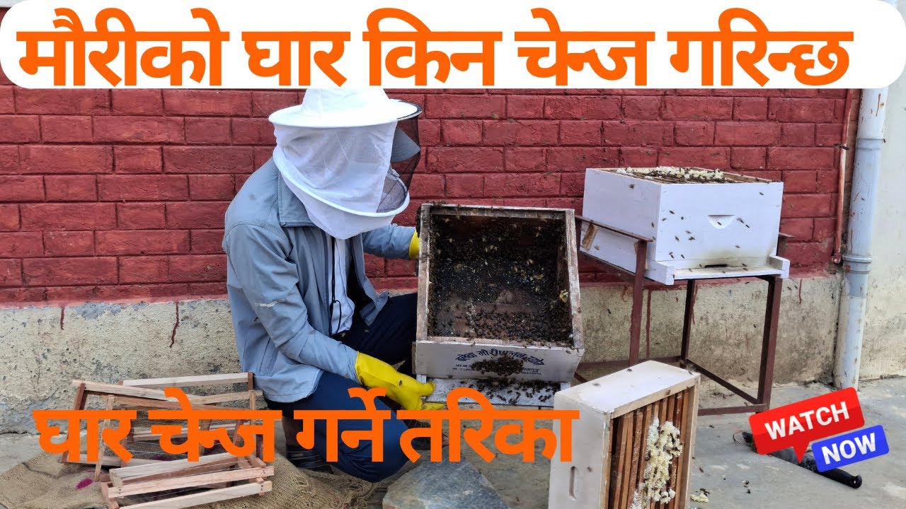 मौरीको घार किन चेन्ज गरिन्छ/घार चेन्ज गर्ने तरिका #honeybee #jobs #trending #shorts #viralvideo #bee