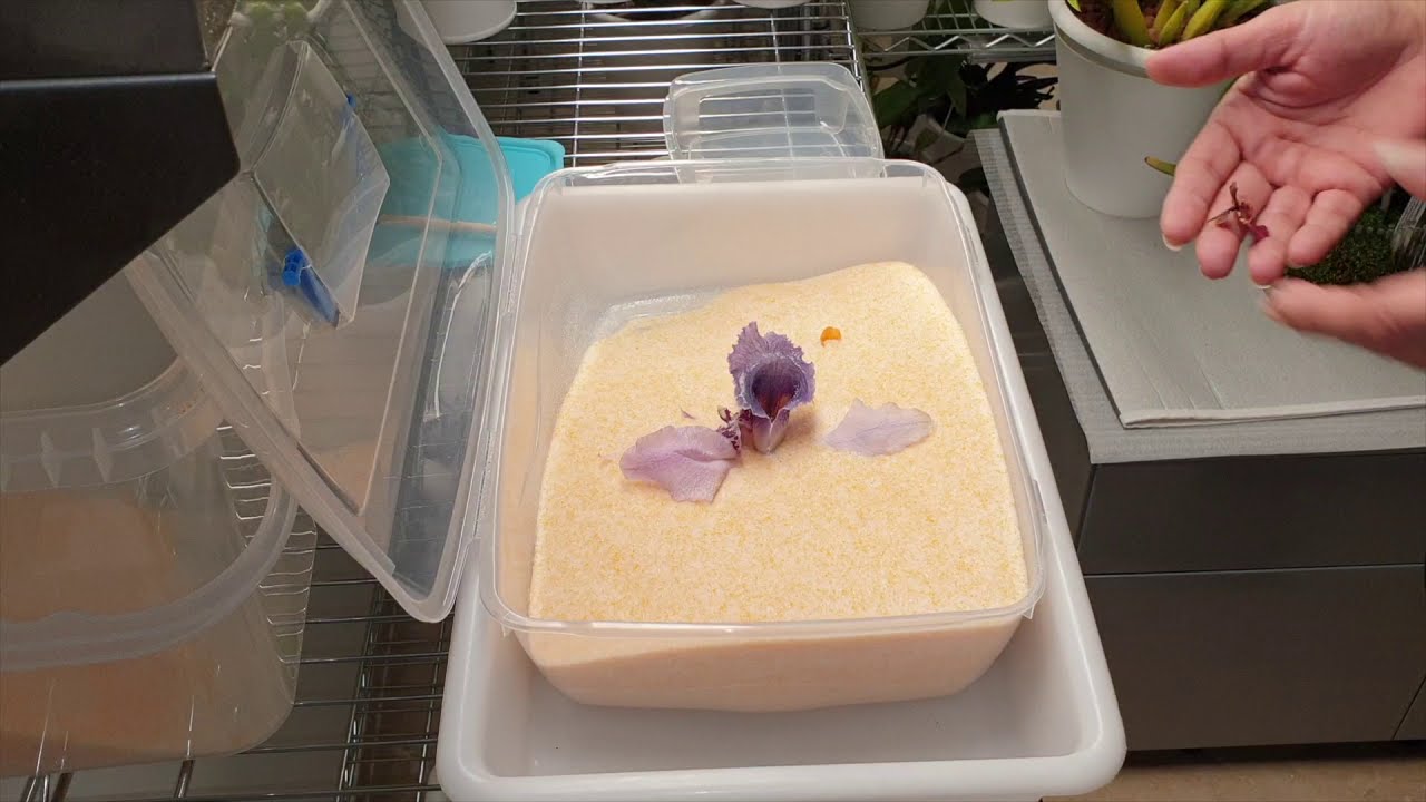 Как высушить цветки орхидеи / кристаллы силикагеля, не теряя цвет 🌸 #ninjaorchids