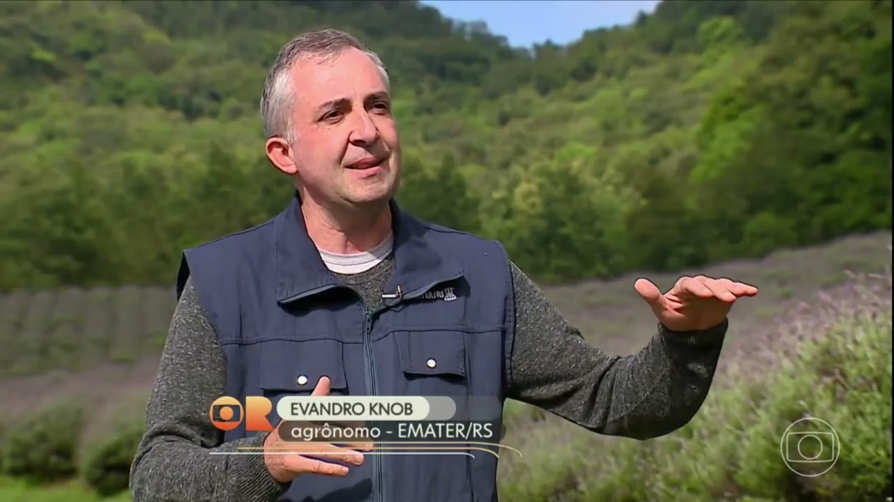 Lavanda de Morro Reuter no Globo Rural