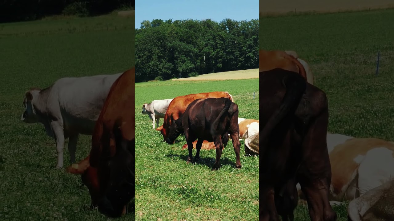 Cows Mooing 🐮🐄