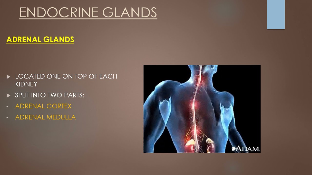 ENDOCRINE SYSTEM THEORY Celena Slevin