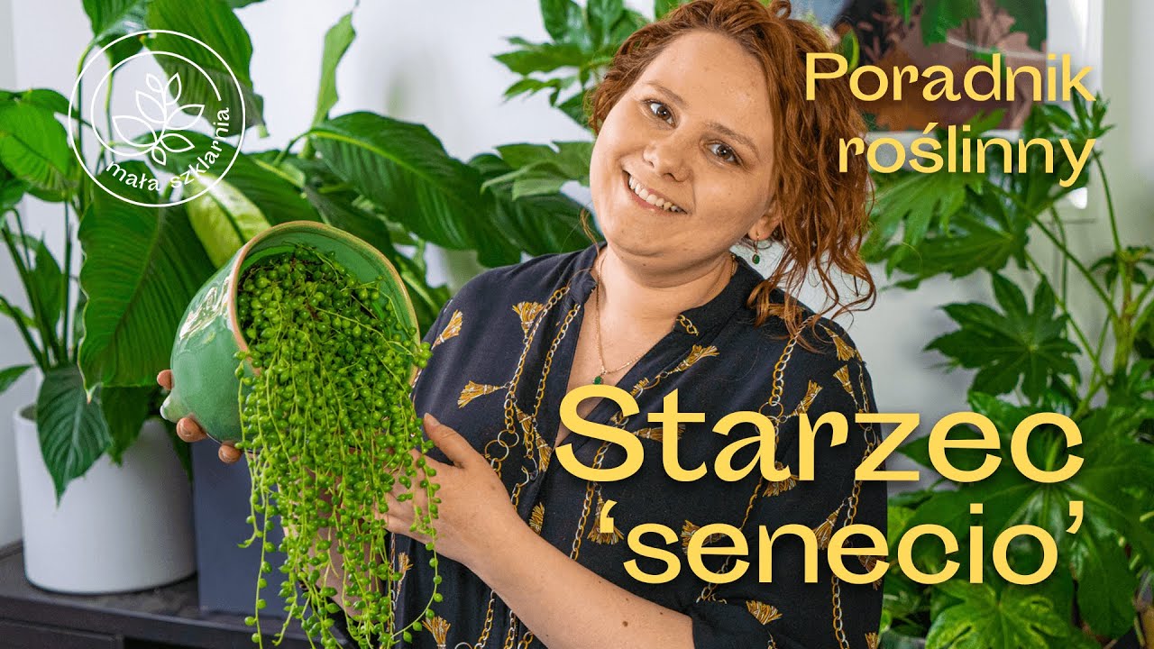 STARZEC - jak pielęgnować Starca Rowleya? Senecio od A do Z