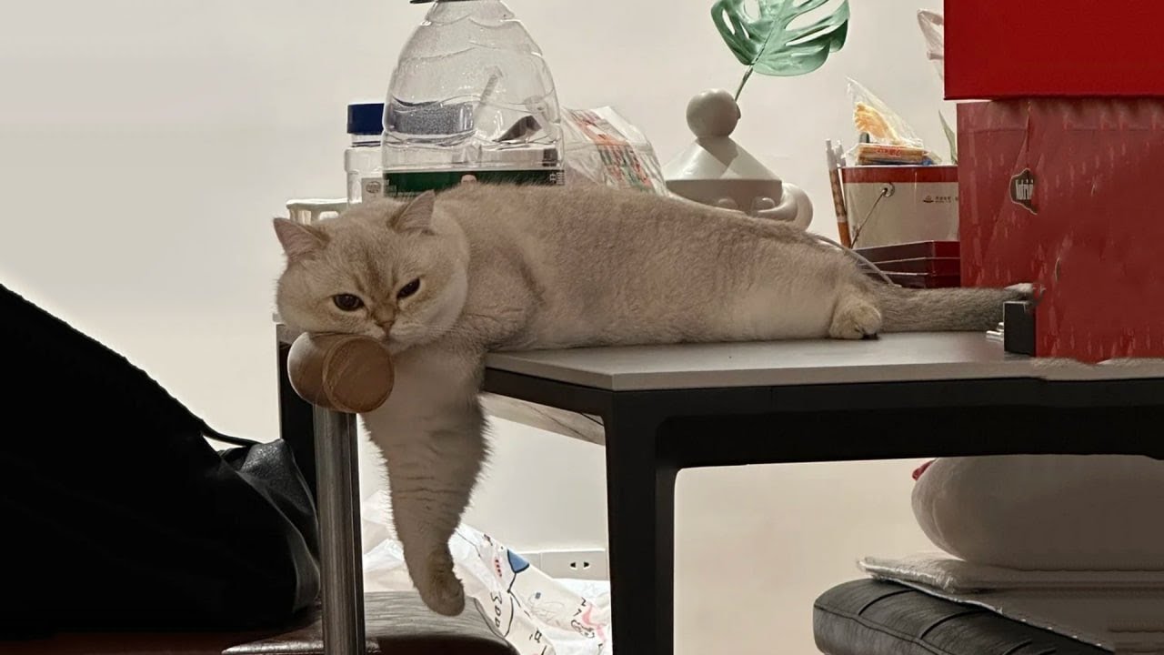 The Funniest Cat Videos 🐱 Try Not To Laugh Part 17