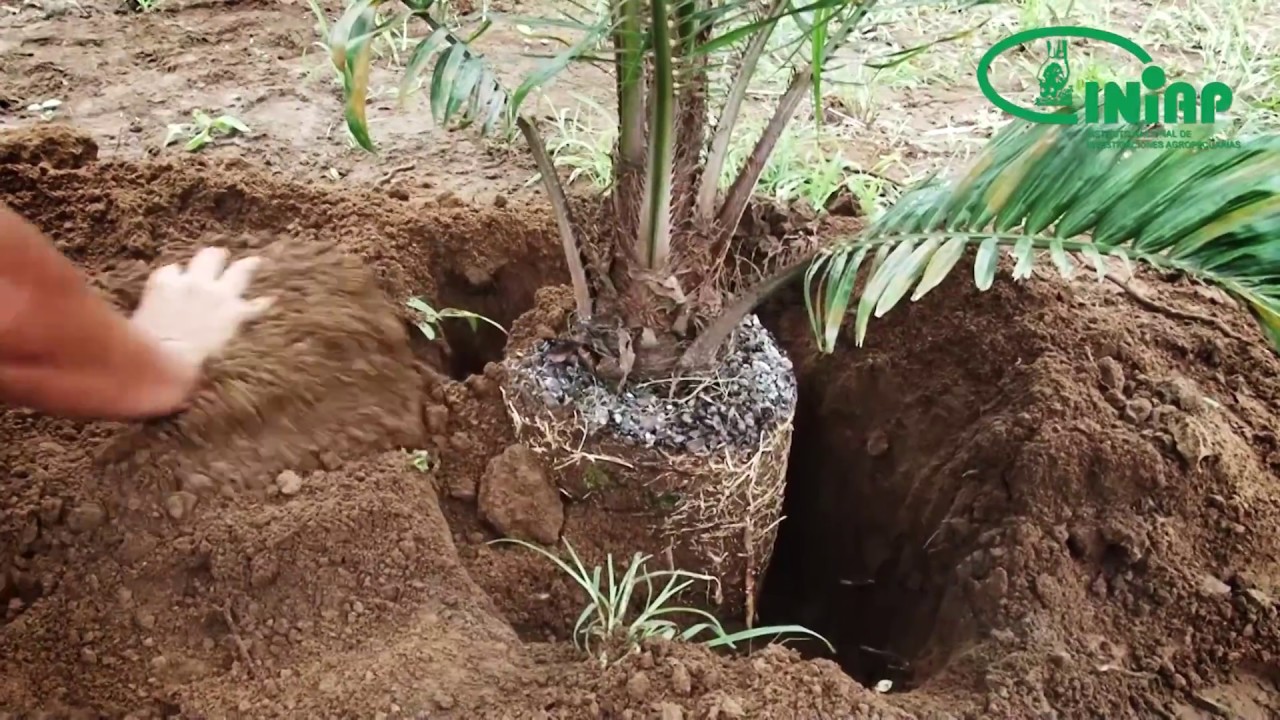 Condiciones agroecológicas (palma)