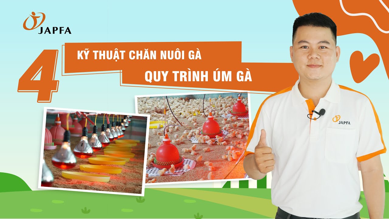 Cách úm gà đạt chuẩn quyết định thành công của cả đàn #umgacon #japfa #channuoiga