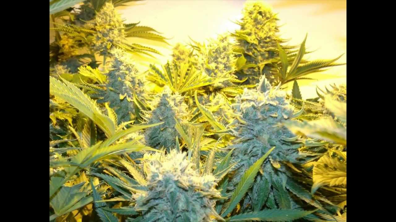 Cultivo Para Uso Pr&oacute;prio White Widow