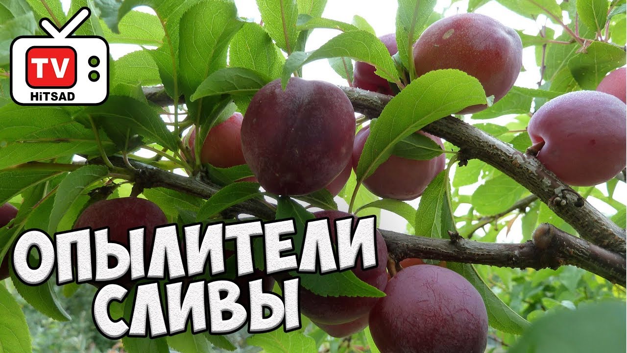 Почему не плодоносит слива? 🌟 Какие типы сливы опыляются между собой? 🌟 Обзор hitsadTV