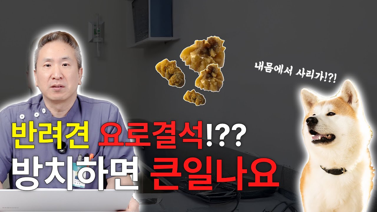 반려동물 요로결석!?? 방치하면 큰일나요...