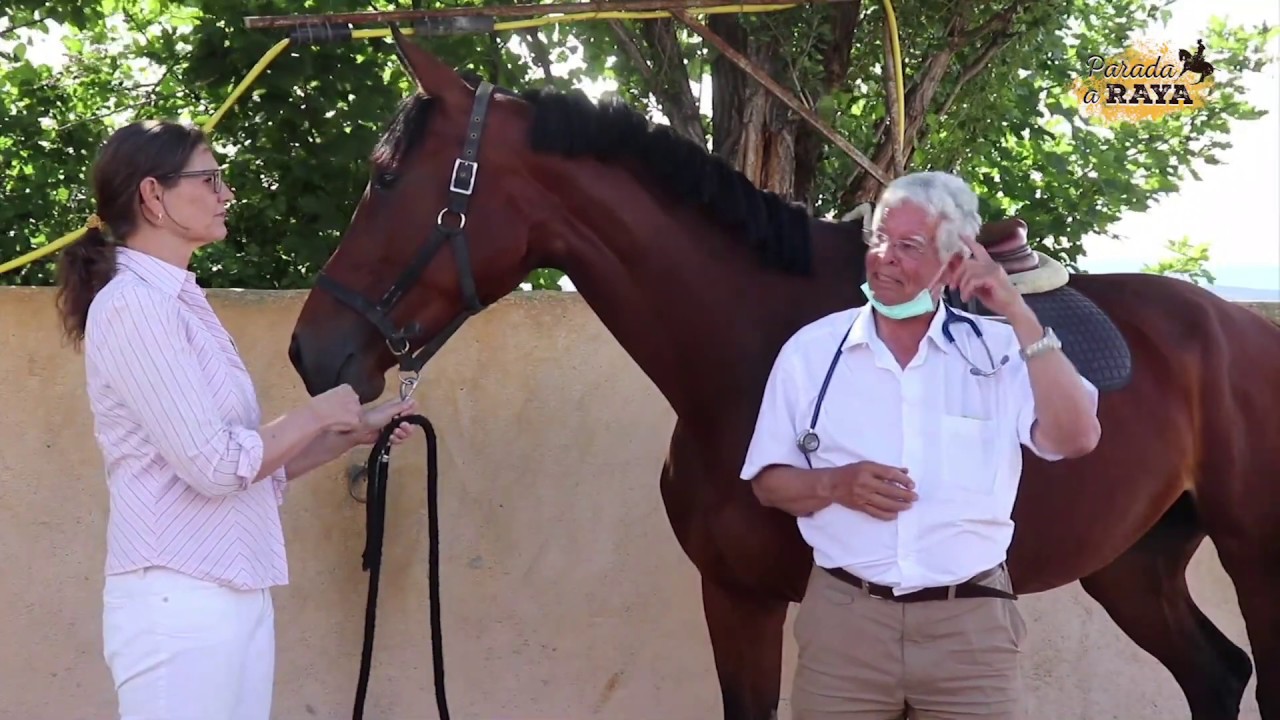 Problemas musculares de los caballos junto al veterinario  Willy Manley