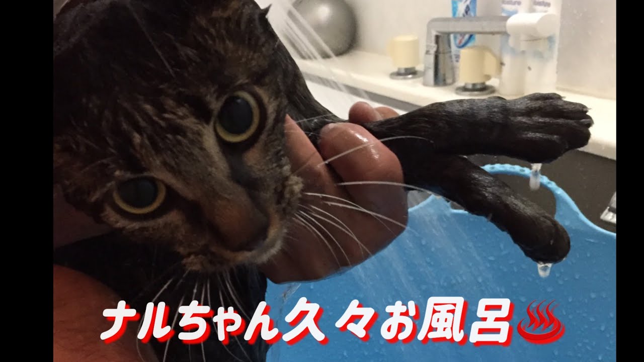ナルちゃん久々お風呂に入れました。
