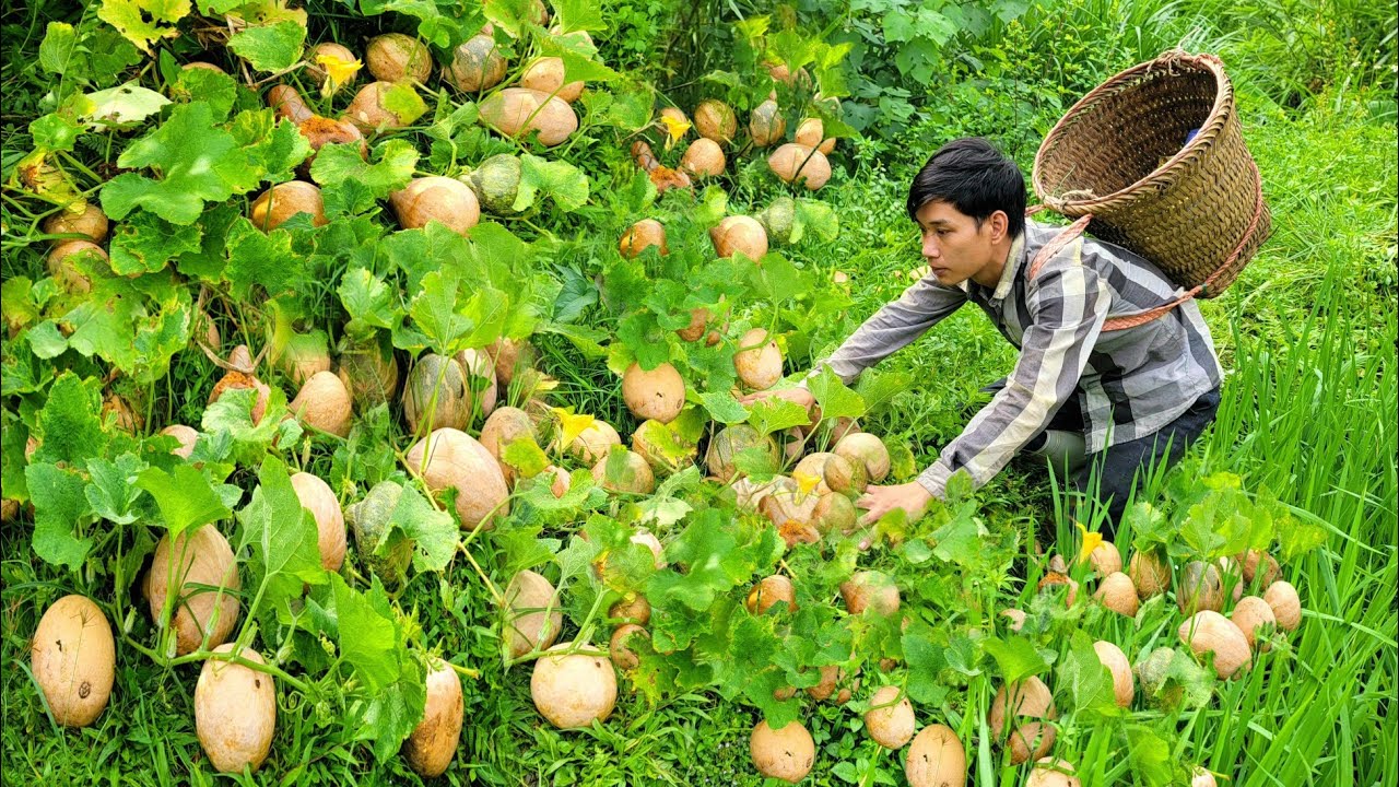 FULL 180-DAY VIDEO: Harvesting watermelons, snails, and green vegetables to sell at the market.