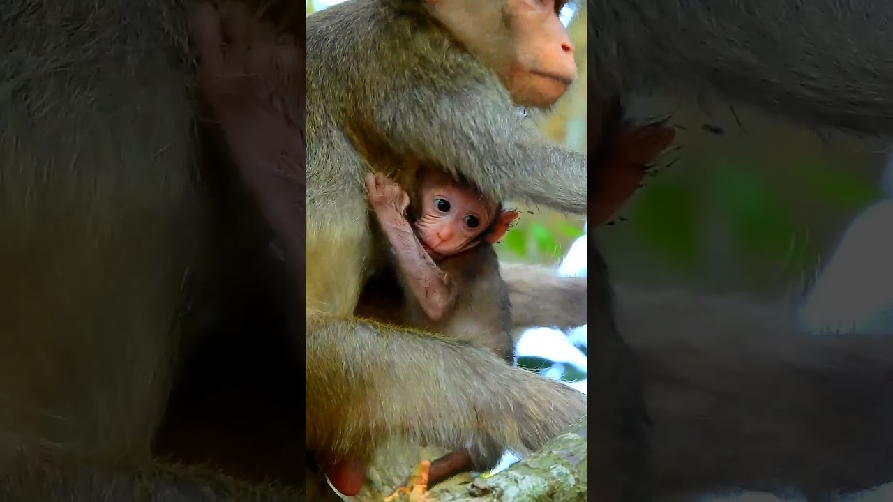 Newborn Baby Monkey Sweetie and Lovely