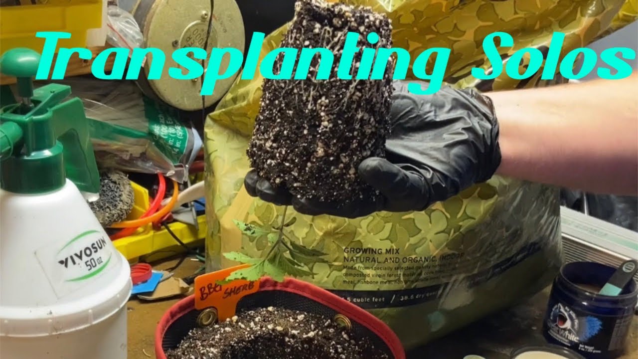 Transplanting from Solo cups to 1 Gallon&rsquo;s