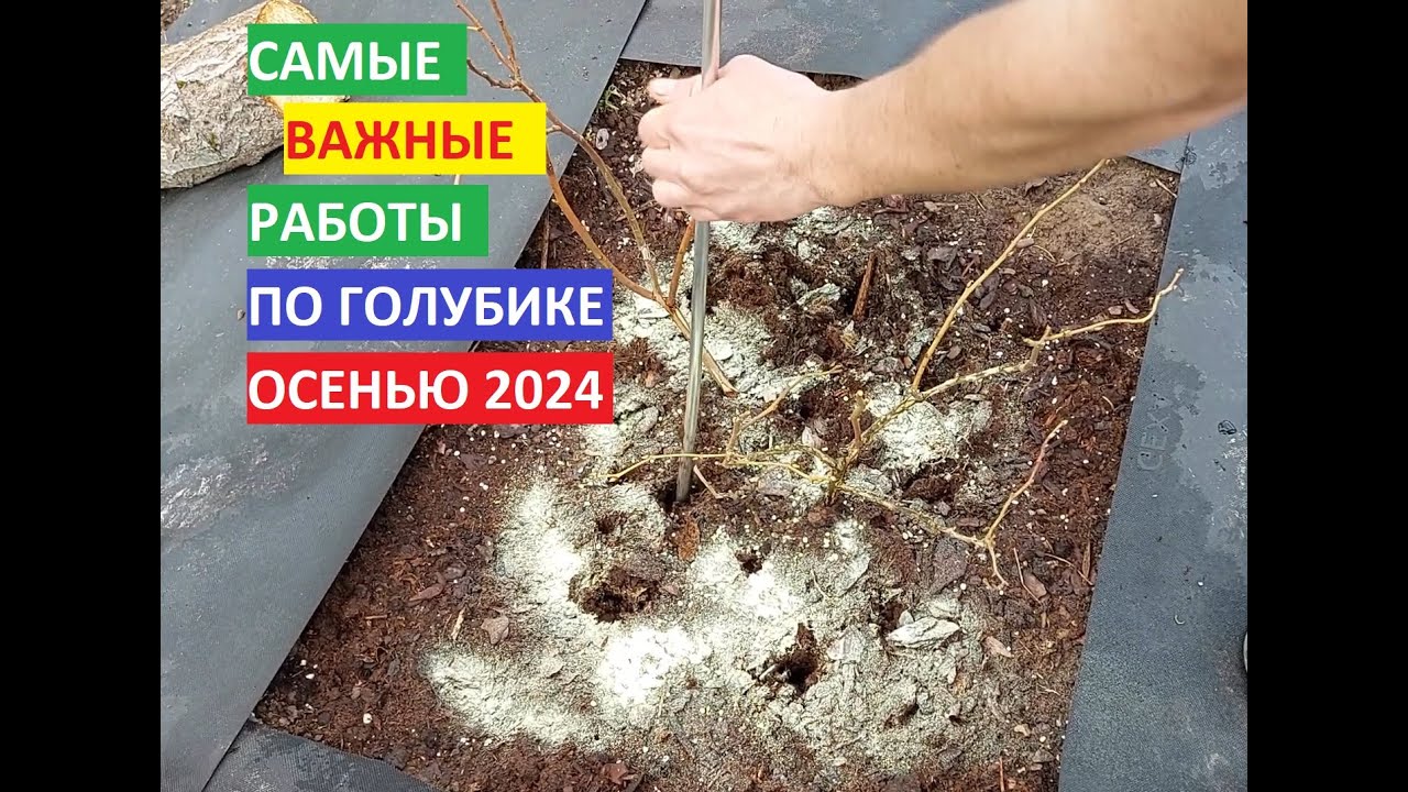 ОБЯЗАТЕЛЬНЫЕ работы в ОКТЯБРЕ ПО ГОЛУБИКЕ! Ещё не поздно! Максимум информации за 10 минут!