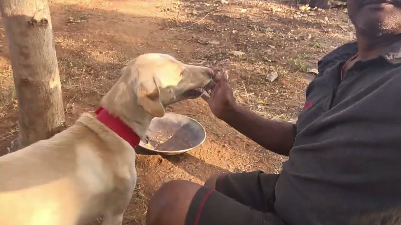 தோட்டத்து நாய் குட்டிகளின் பாசம்
