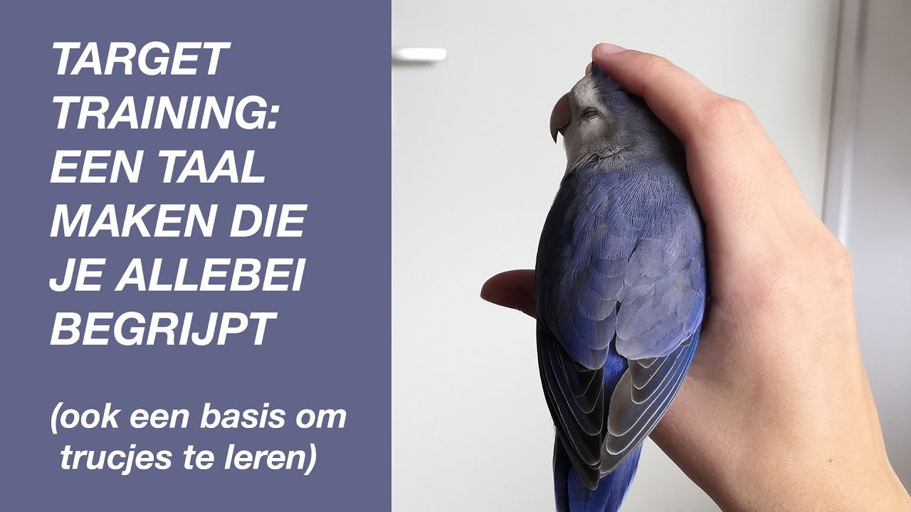 Een Vogel Target Trainen (een betere band met je vogel opbouwen)