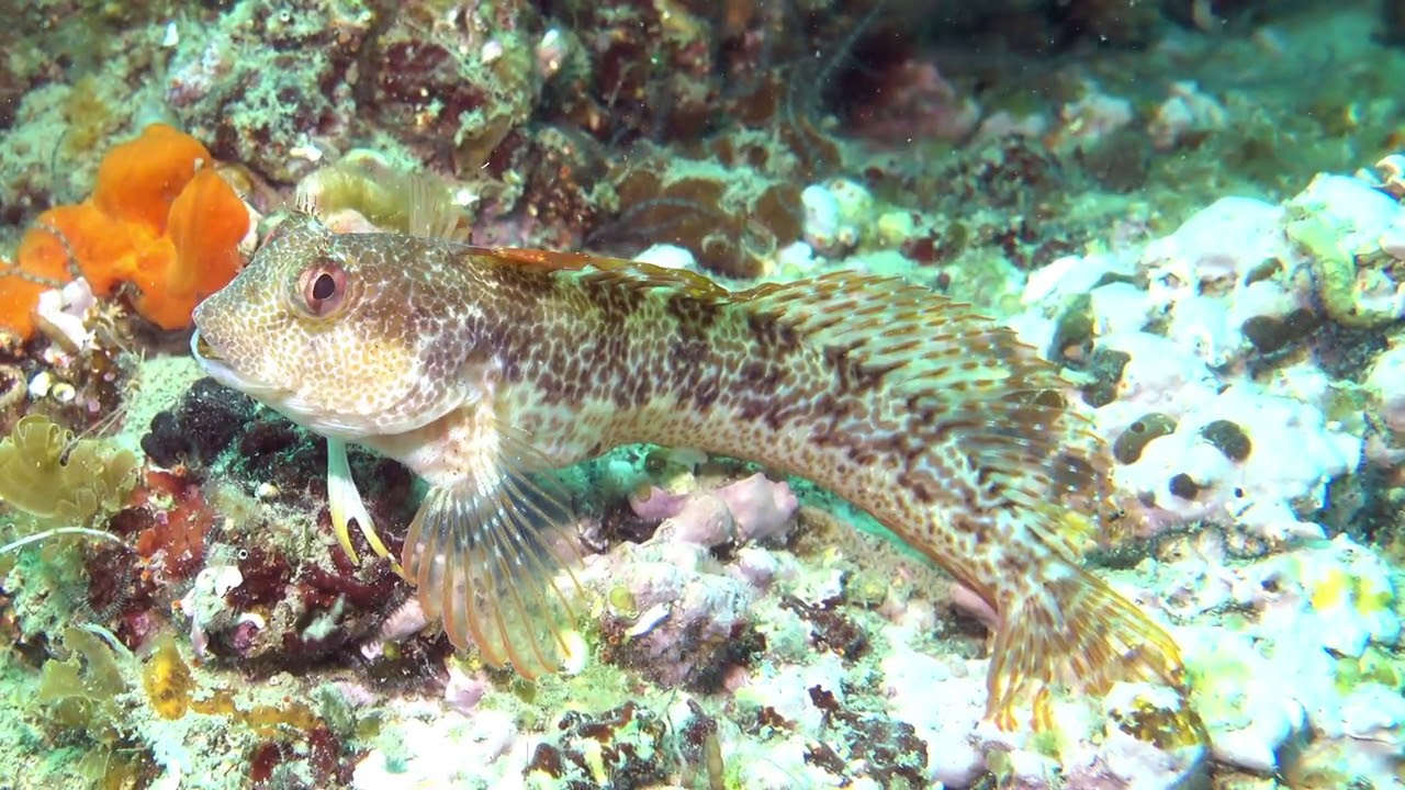 Blennie pilicorne   Parablennius pilicornis   Mediterranee Fish