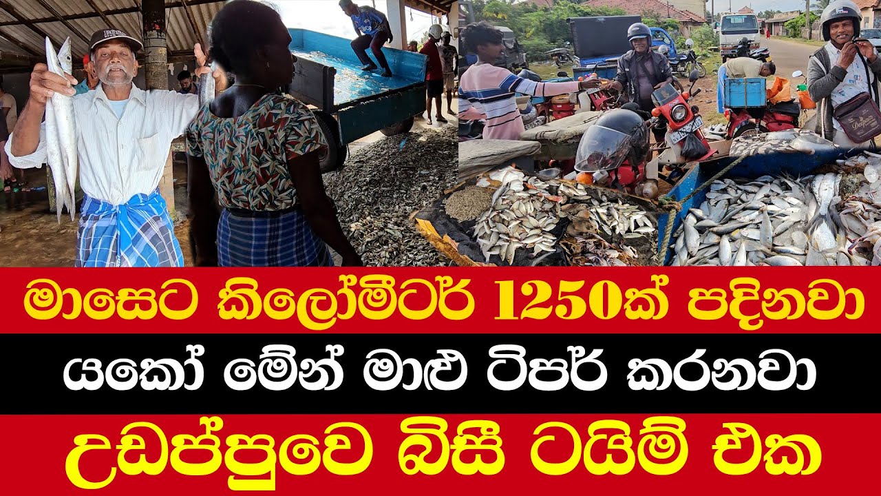 මාසෙට කිලෝමීටර් 1250ක් පදිනවා | නිකන් නෙවේ පෙට්ටිය පුරවගෙන | යකෝ මාළු ටිපර් කරනවා