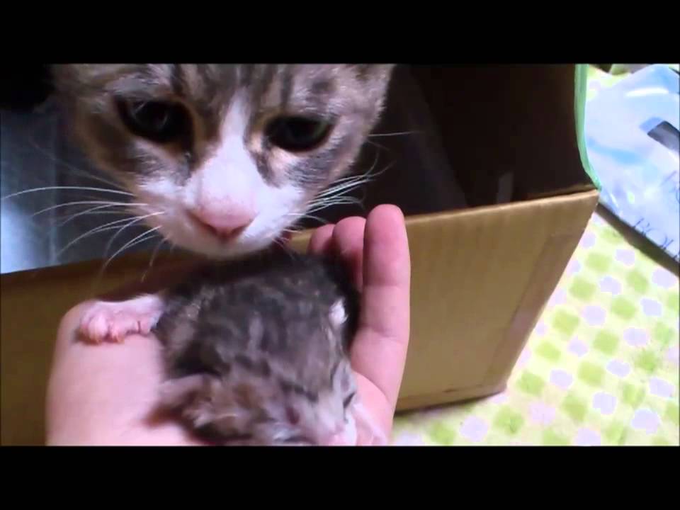 子猫が鳴くたびに心配そうに駆け寄る母猫
