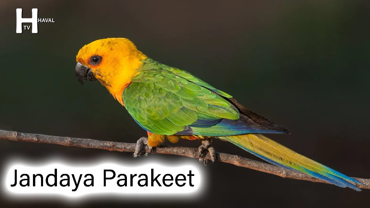 Jandaya Parakeet Bird Sounds