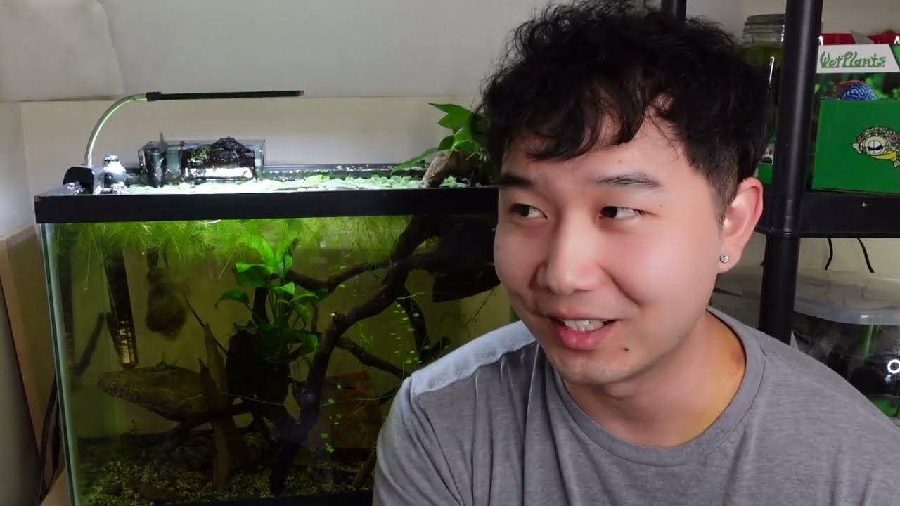 [1 Year] NO WATER CHANGE | Endler's Livebearer Breeding Project