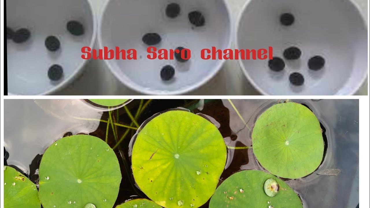 தாமரை விதை 3 எளிய முறைகளில் வளர்க்கும் முறை/How to grow lotus from seed