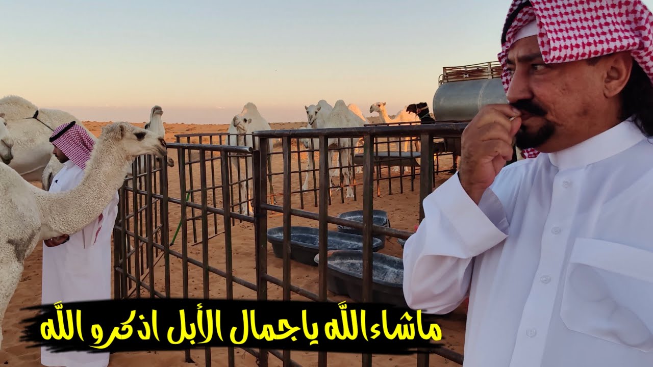سلسلة الصحراء _تمشيه لذود المرحوم ضبيب السهلي