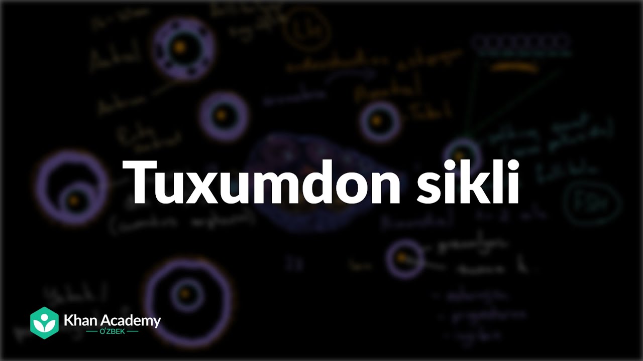 Tuxumdon sikli |  Jinsiy sistema haqida umumiy tushuncha | Tibbiyot