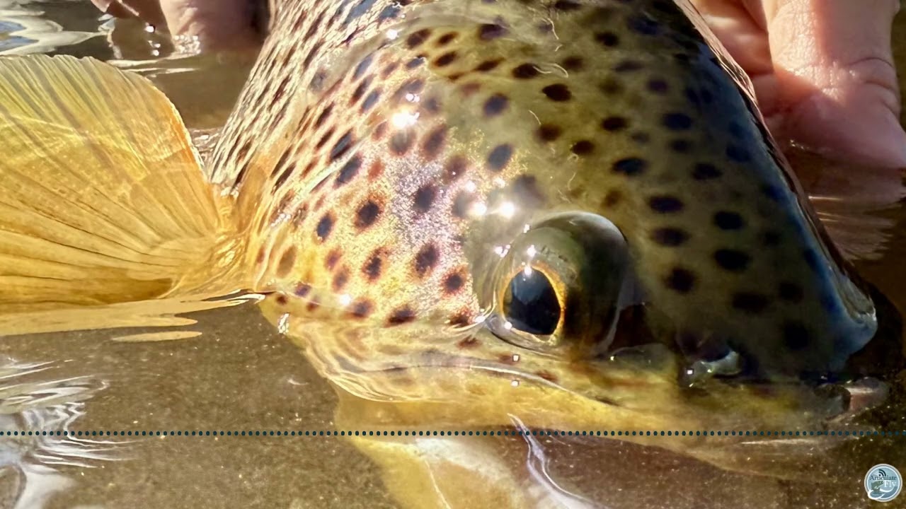 S8 Ep 17 Spring Awakening - George Costa on Central PA Fishing and Upcoming Hatches