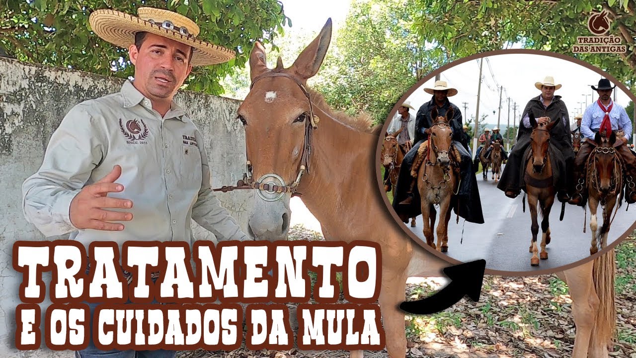 Tratamento e os cuidados da Mula ou Burro depois da Cavalgada