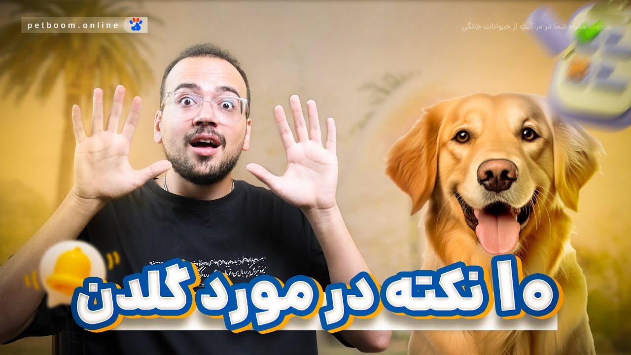 گلدن رتریور: ۱۰نکته ای که عاشقان این نژاد باید بدونن!