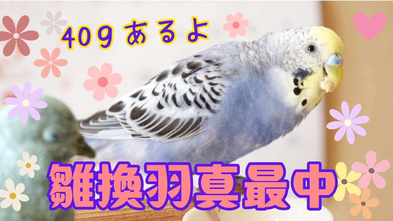 ジャンボの血を持つセキセイインコはやはり大きい