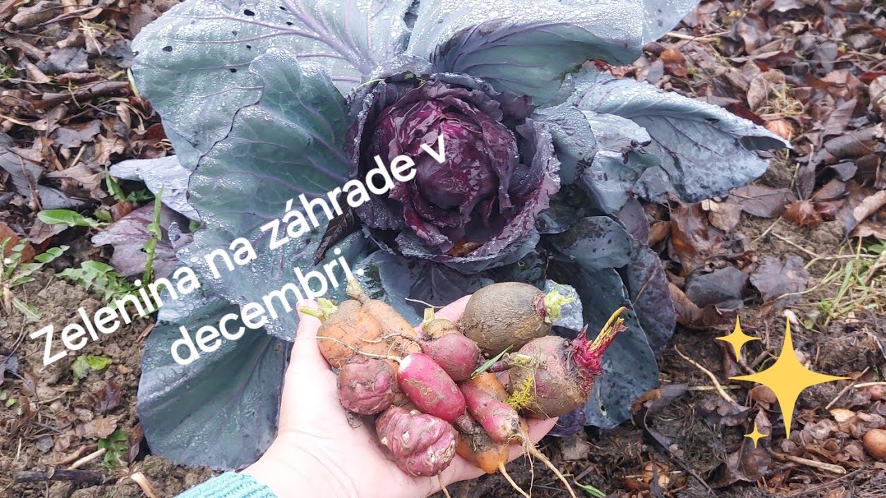 Zber zeleniny. 11. decembra 2025.