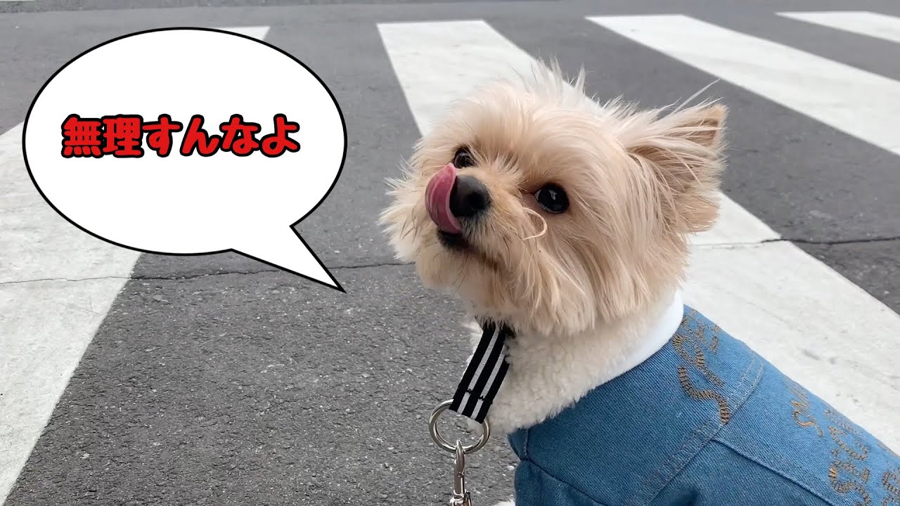 リハビルに付き添う優しい犬