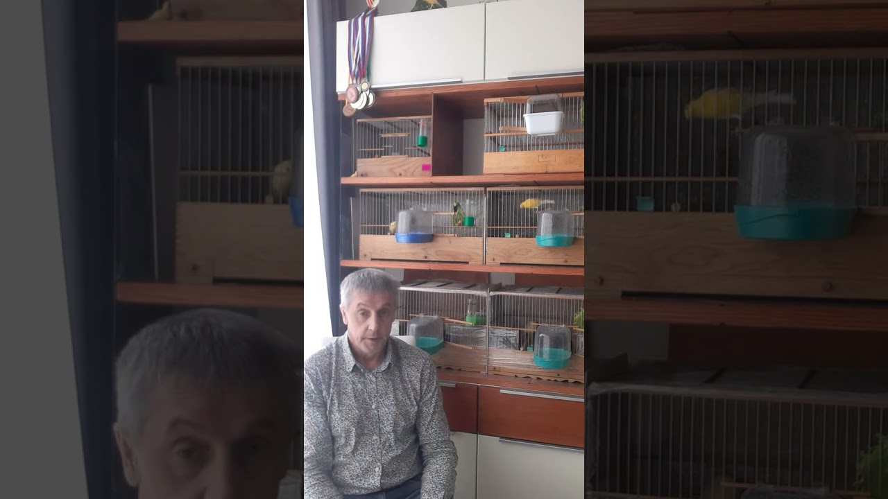 Содержание и разведение канареек.  Ответы на вопросы.