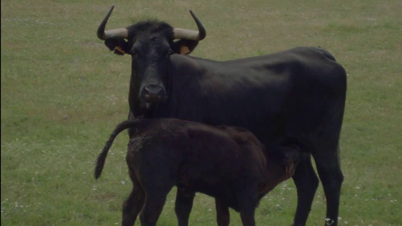 90 Segundos com a raça bovina Preta